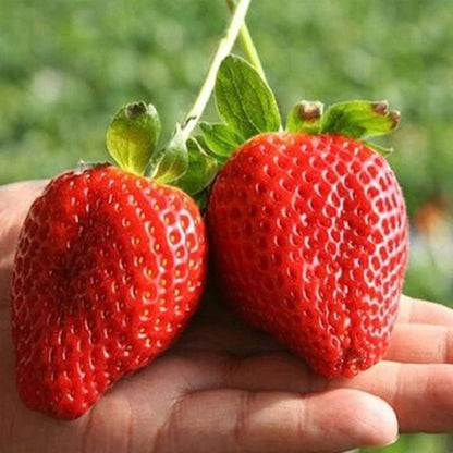 Giant Strawberry Fruit Seeds for Planting – Heirloom Non-GMO Garden Seeds