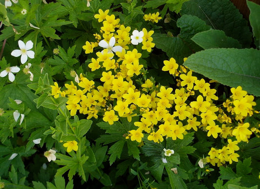 Golden Flax Flower Seeds for Planting – Heirloom Non-GMO Garden Seeds