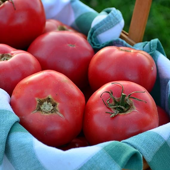 heirloom tomato seeds