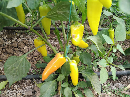 Hungarian Yellow Wax Pepper Seeds for Planting – Heirloom Non-GMO Garden Seeds