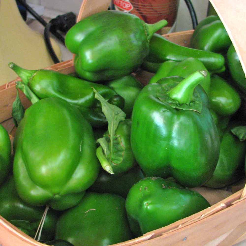 Jupiter Pepper Seeds for Planting – Heirloom Non-GMO Garden Seeds