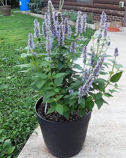 Superior Licorice Mint Herb Seeds for Planting – Heirloom Non-GMO Garden Seeds