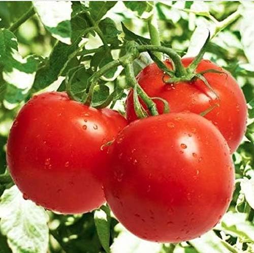 organic tomato seeds