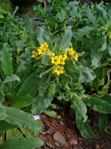 Oriental alkanet (Alkanna orientalis) flowering plant with bright yellow blooms and green foliage growing in a sunny, well-drained garden.