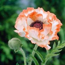 Oriental Poppy Papaver Orientale Flower Seeds for Planting