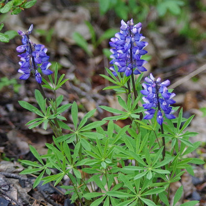 Argenteus Lupine plant