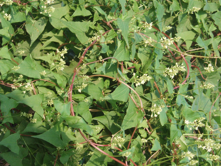 Green Tuber flower seeds