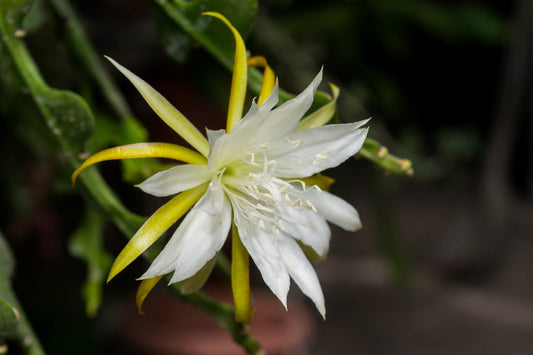 Yellow White flower seeds