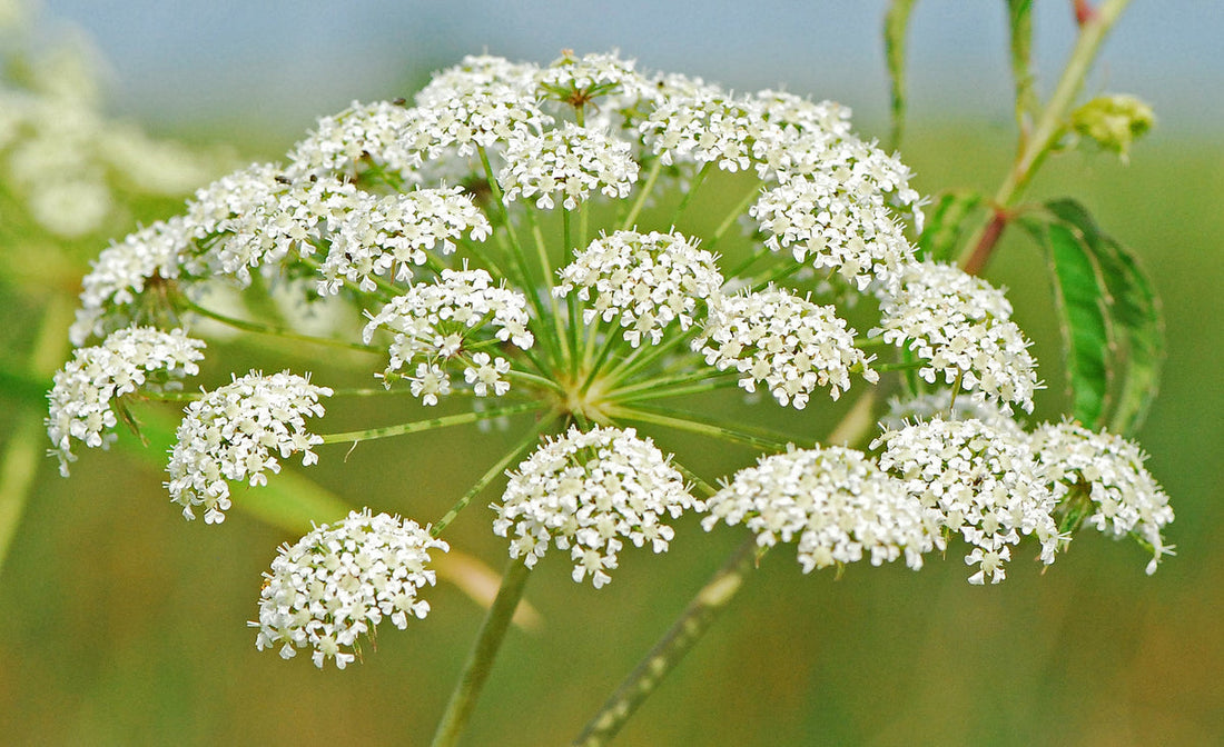 Cicuta Maculata flower seeds