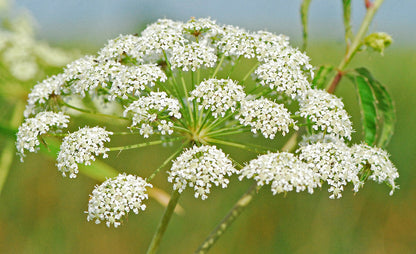 Cicuta Maculata flower seeds