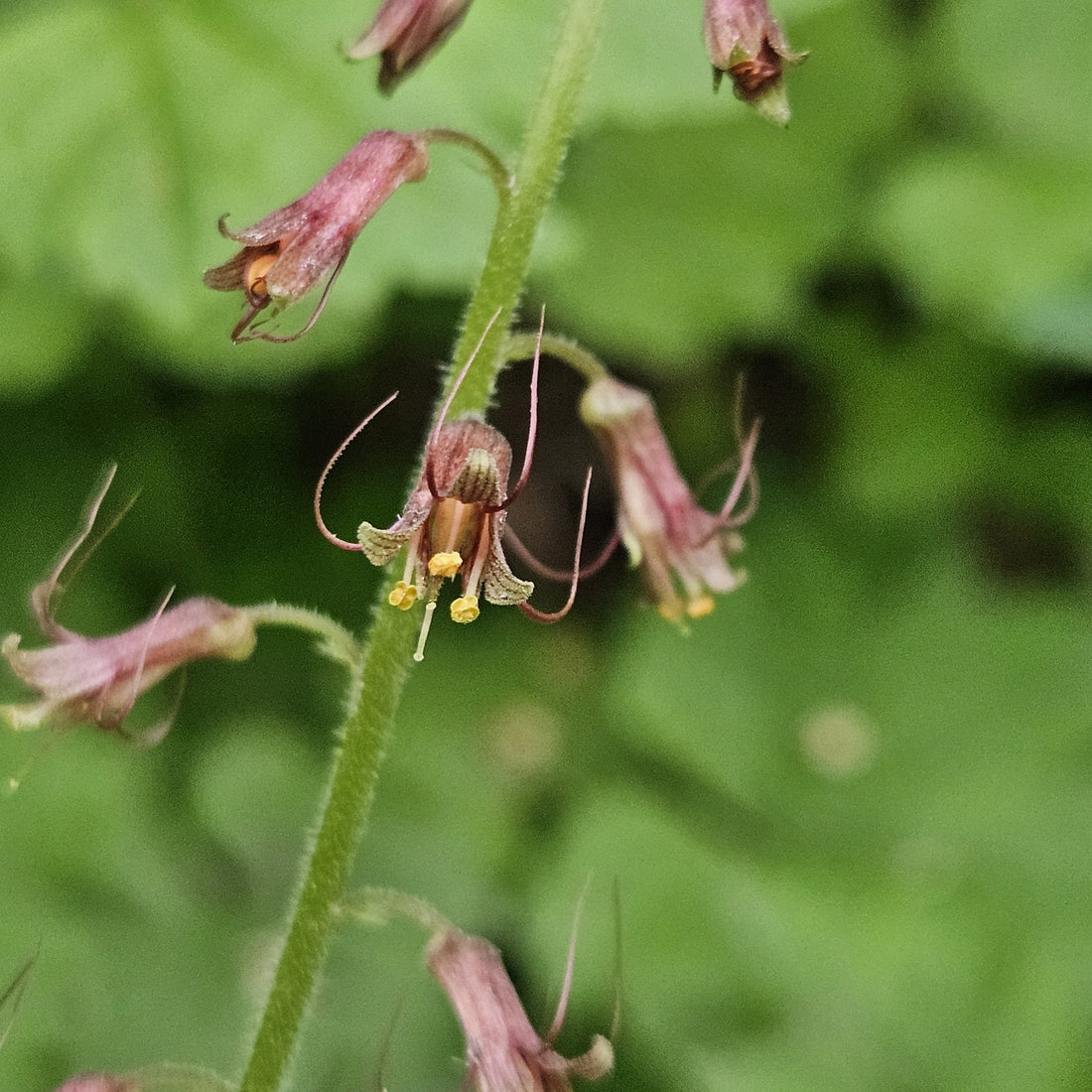 Tolmiea flower seeds