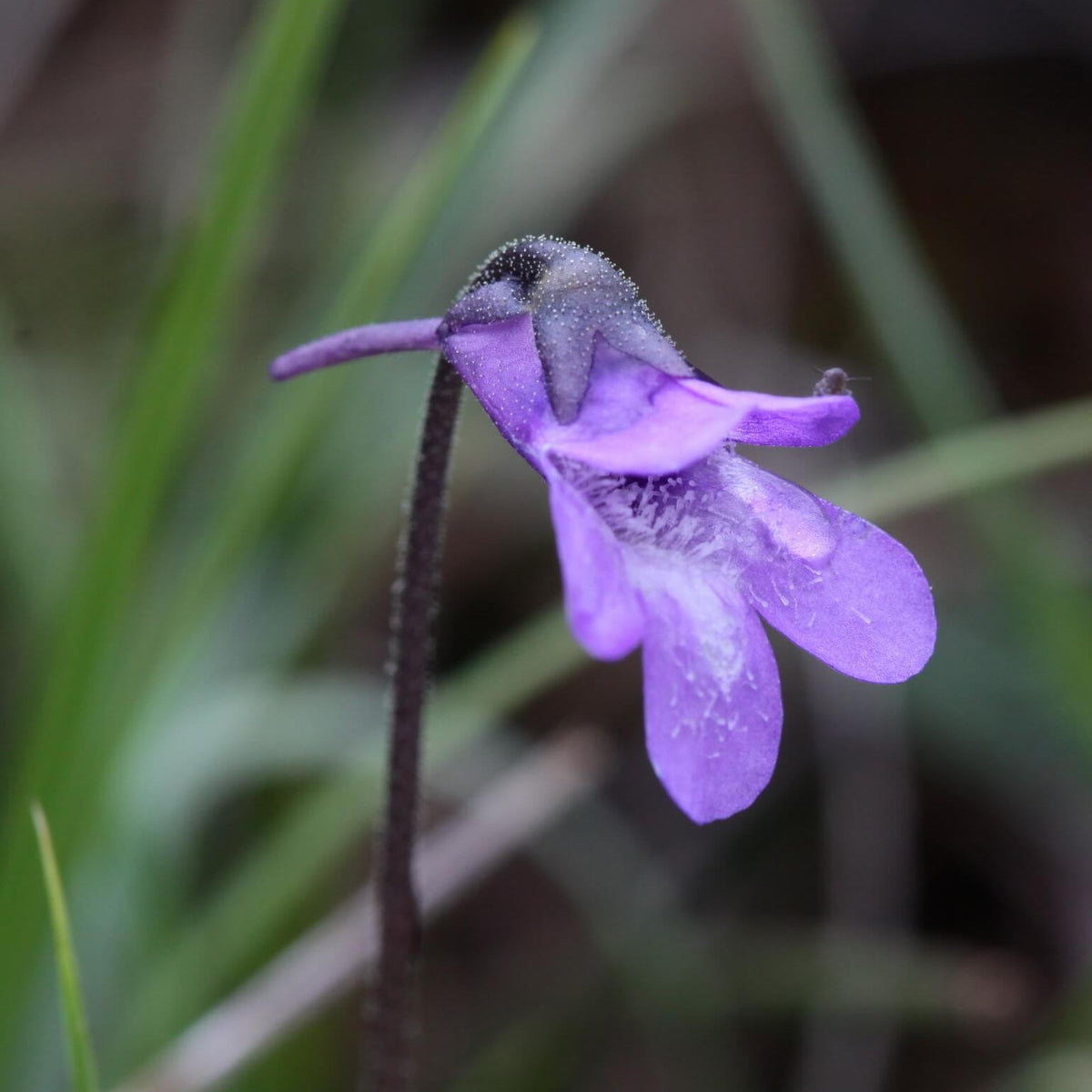 Common Butterwort plant