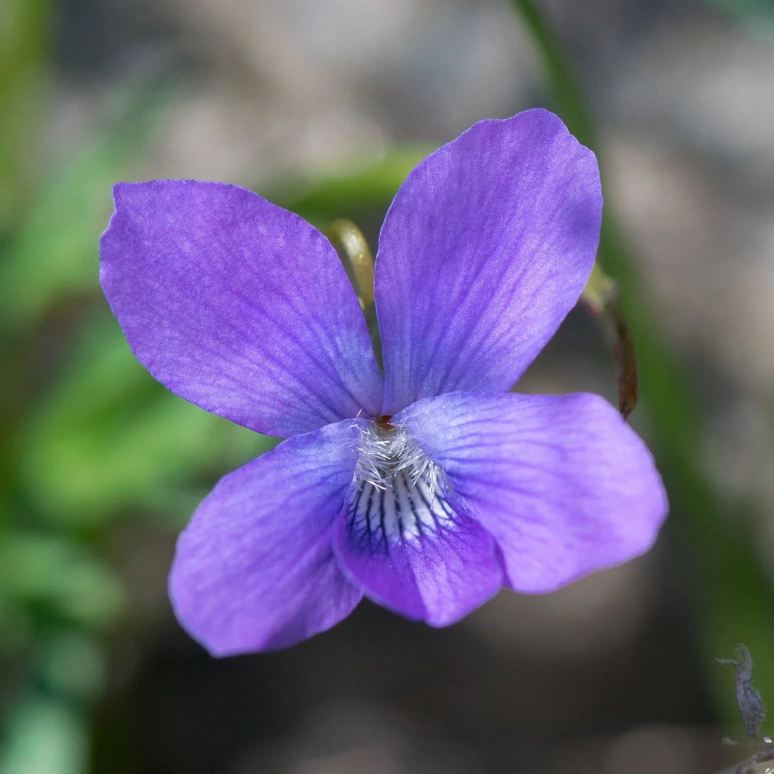 Prairie Viola flower seeds