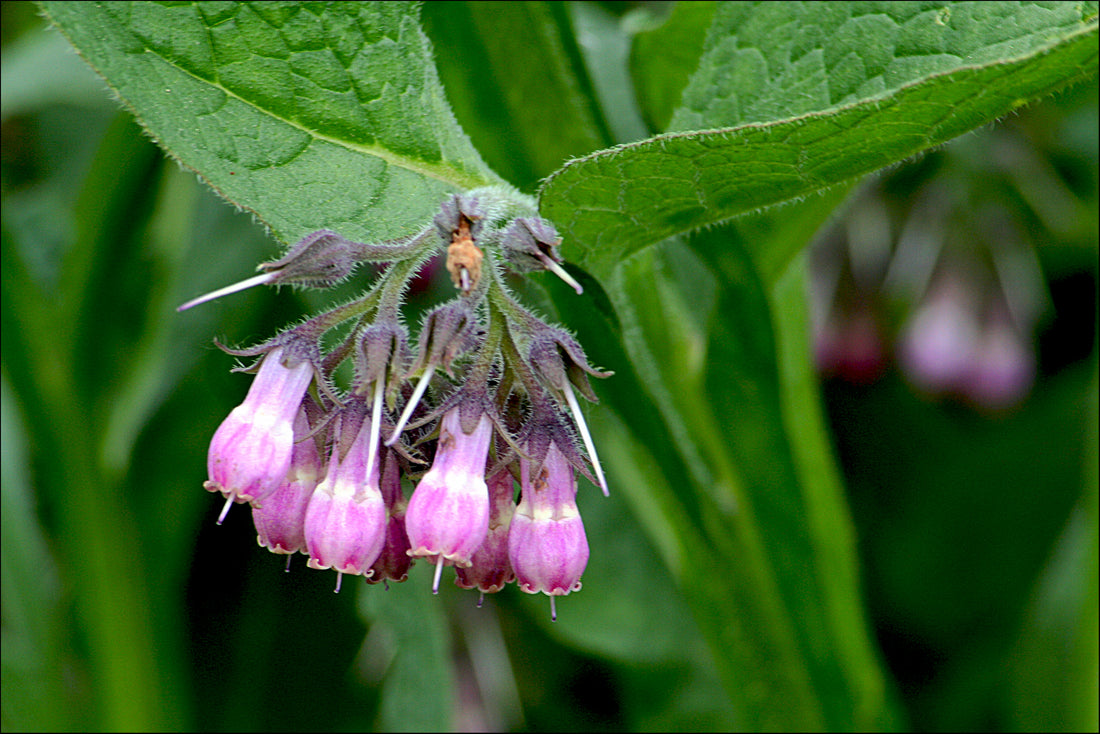 Pink Symphytum flower seeds