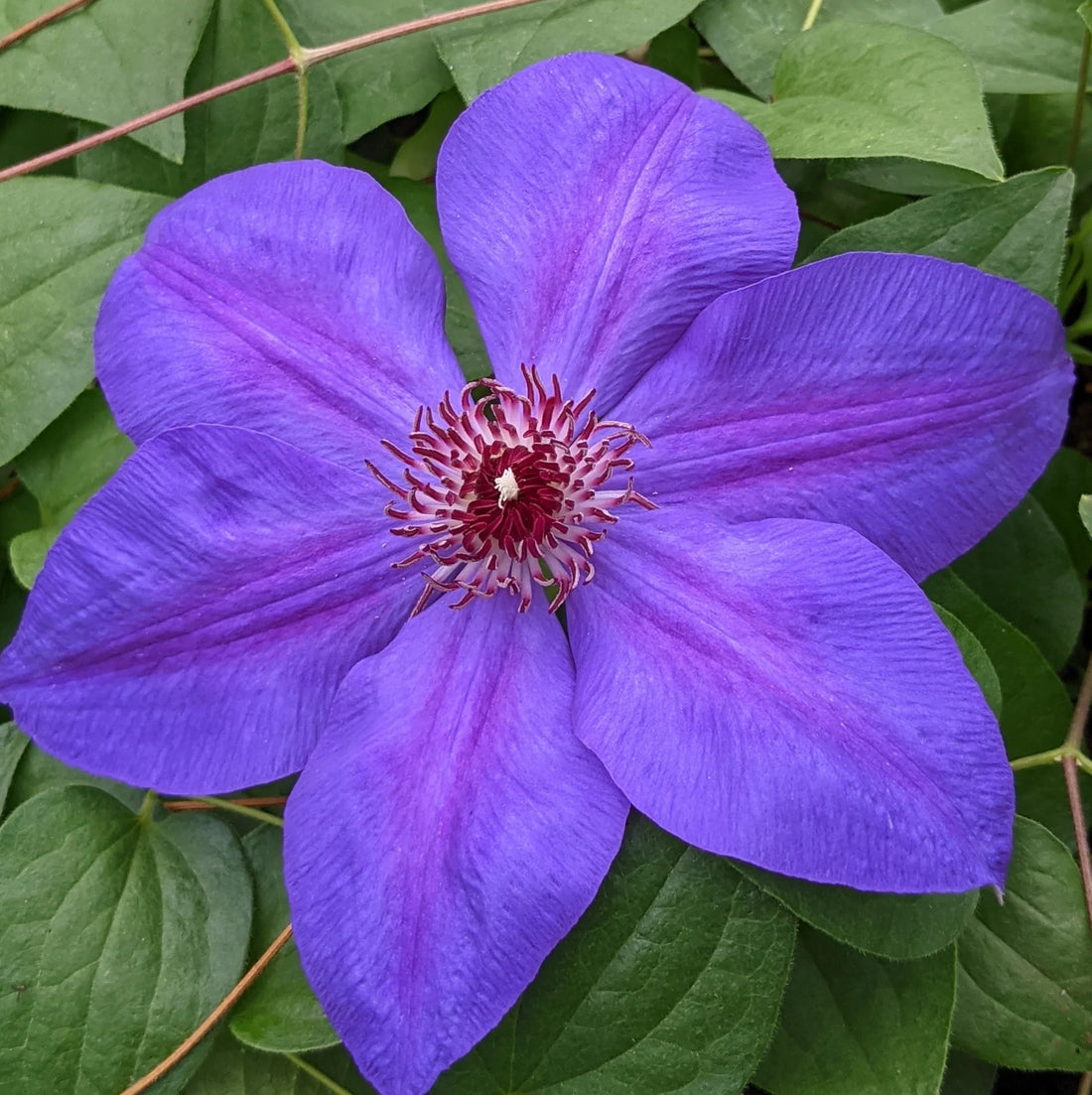 Violet Climbing flower seeds