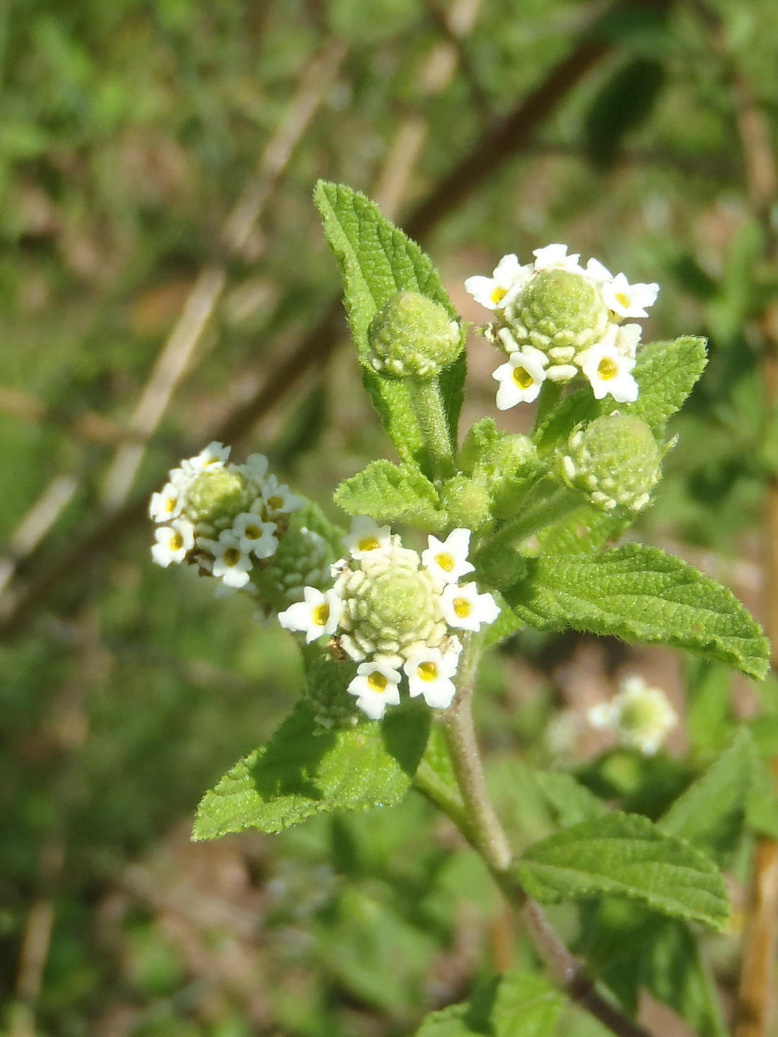Green Lippia flower seeds