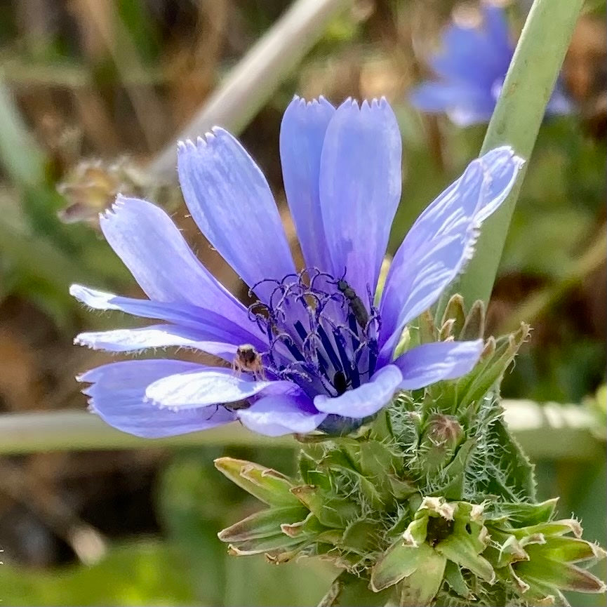 Blue Cichorium flower seeds