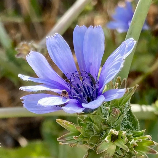 Blue Cichorium flower seeds