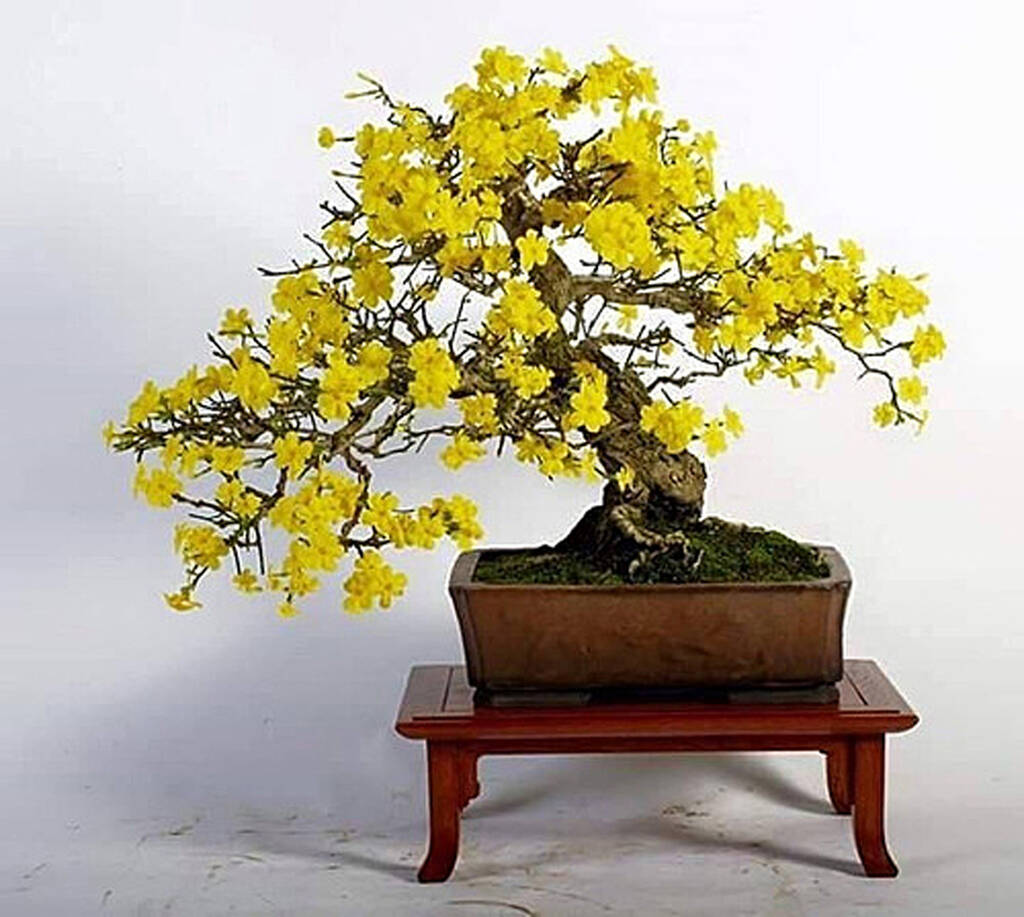 Yellow Simsii flower seeds