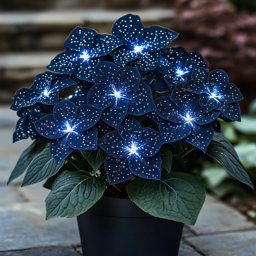 Moonlight Butterfly Begonia seeds for planting, marketed in a dark blue and white color selection, for ornamental indoor and sheltered garden growing.
