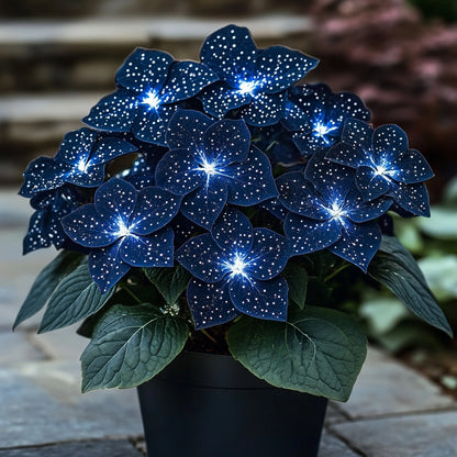 Moonlight Butterfly Begonia seeds for planting, marketed in a dark blue and white color selection, for ornamental indoor and sheltered garden growing.