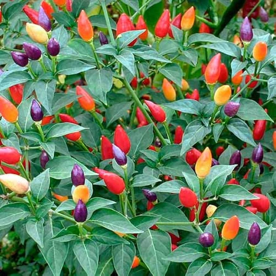 Ornamental Hot Pepper Seeds