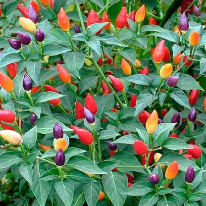 Ornamental Hot Pepper Seeds