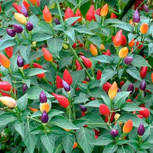 Ornamental Hot Pepper Seeds