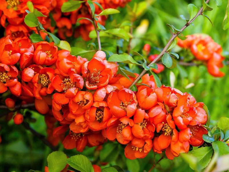 Flowering Quince Fruit Seeds for Planting – Heirloom Non-GMO Garden Seeds