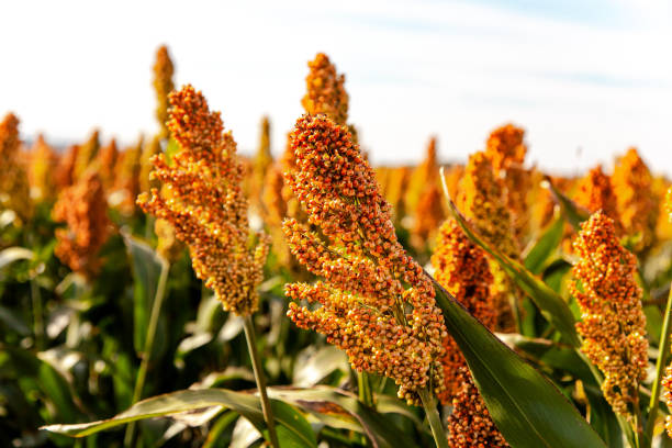 Sorghum Flower Seeds with tall green foliage and mature ornamental seed heads