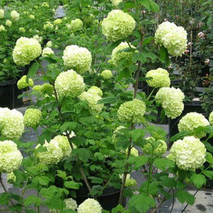 Hydrangea flower seeds