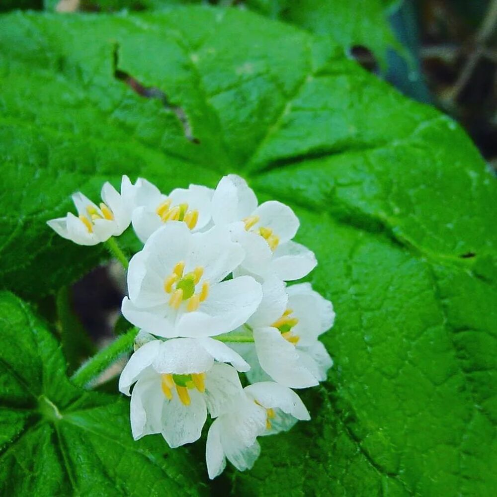 Skeleton Diphylleia flower seeds