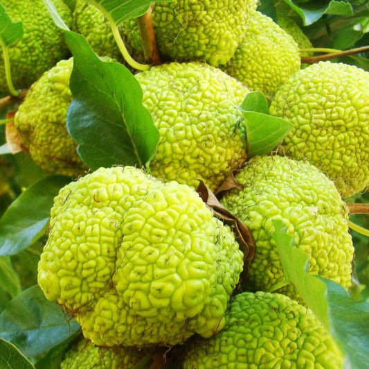 Osage Orange Fruit Seeds for Planting – Heirloom Non-GMO Garden Seeds