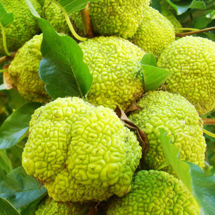 Osage Orange Fruit Seeds for Planting – Heirloom Non-GMO Garden Seeds
