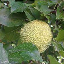 Osage Orange Tree Seeds for Planting – Heirloom Non-GMO Garden Seeds