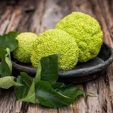 osage orange seeds