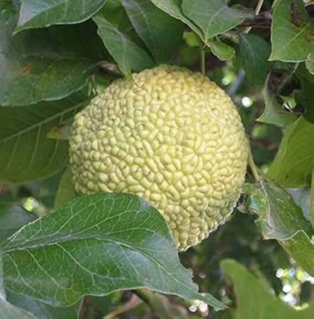 Maclura Fruit Seeds for Planting – Heirloom Non-GMO Garden Seeds