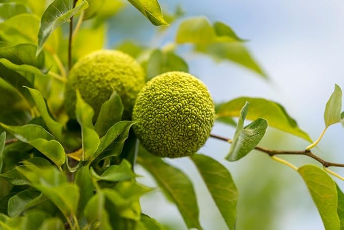 osage orange tree seeds