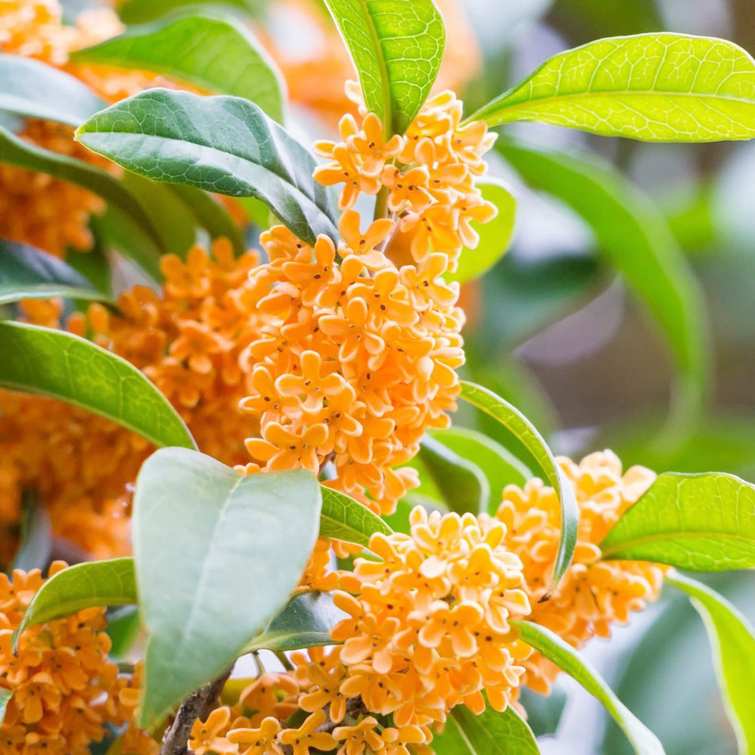 osmanthus seeds