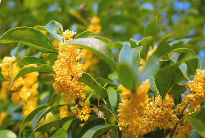 Osmanthus flower seeds