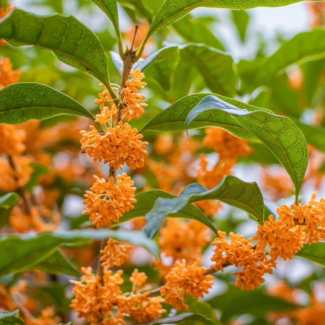 Osmanthus Fragrans flower seeds