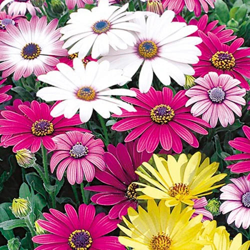 Osteospermum flower seeds