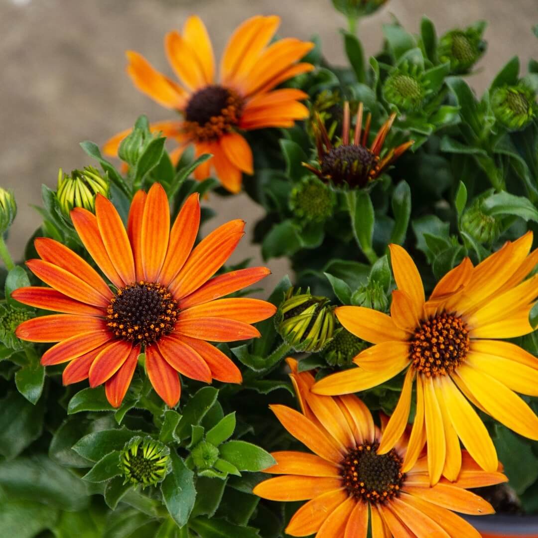 African Daisy plant