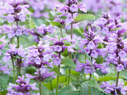 Catmint flower seeds