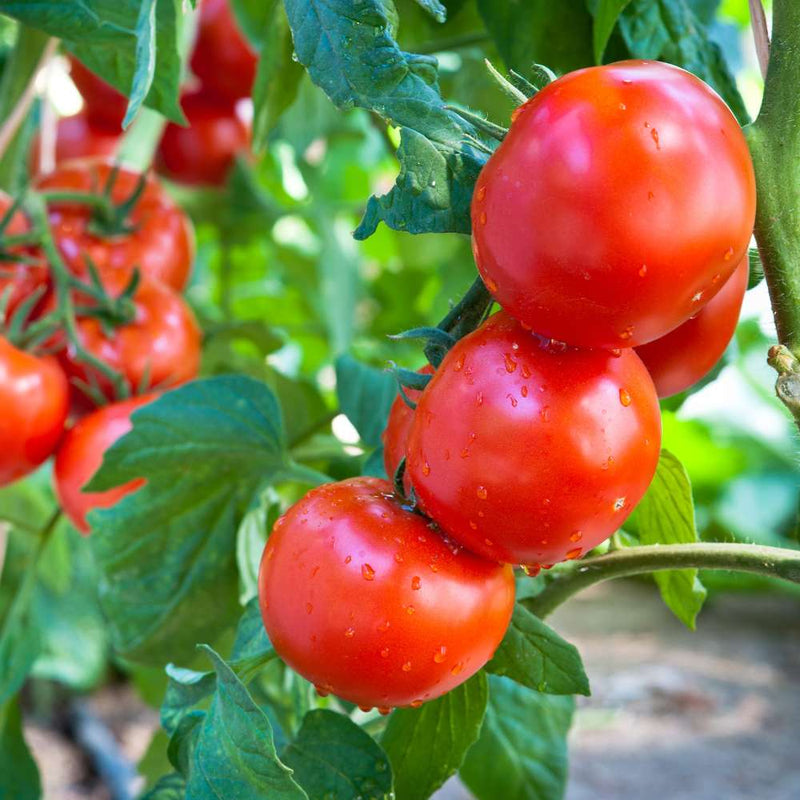 Organic Tomato Vegetable Seeds for Planting – Heirloom Non-GMO Garden Seeds