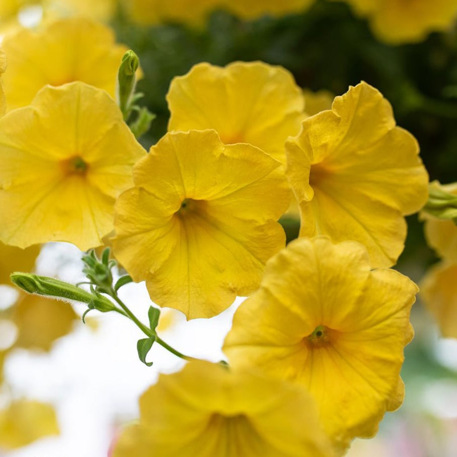Yellow Petunia flower seeds