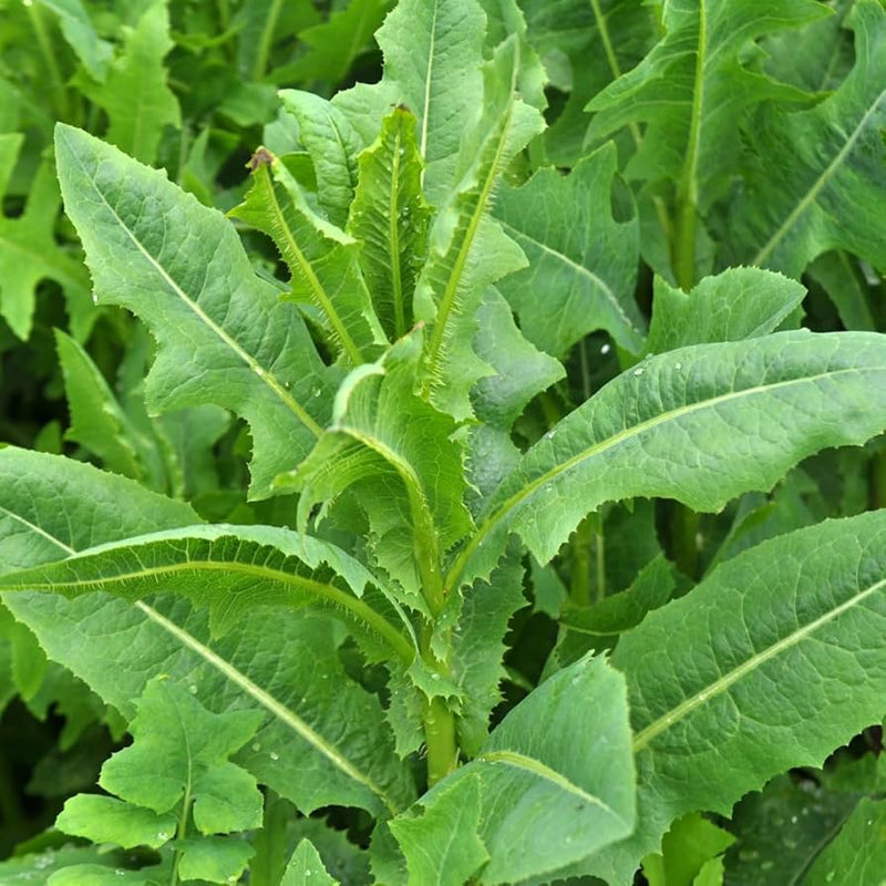 Wild Lettuce Vegetable Seeds for Planting – Heirloom Non-GMO Garden Seeds