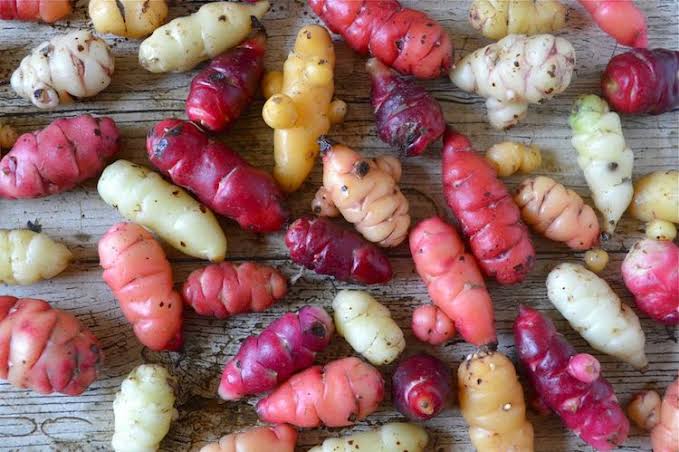 Oca root vegetable plant with clover-like green foliage and colorful underground tubers grown in a home vegetable garden.