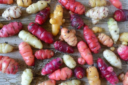 Oca root vegetable plant with clover-like green foliage and colorful underground tubers grown in a home vegetable garden.