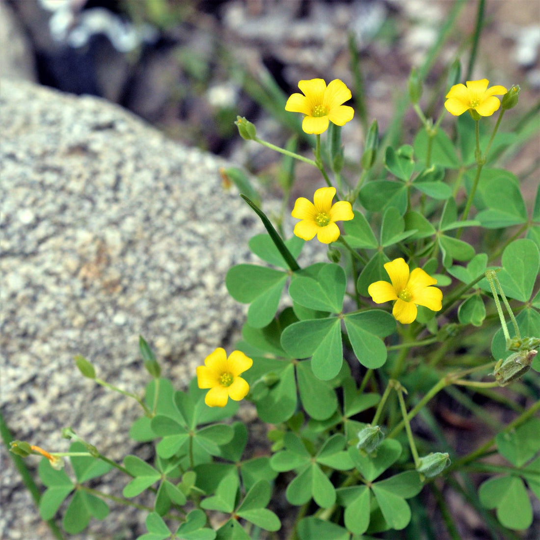African Oxalis flower seeds